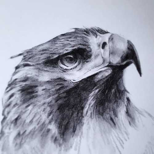 Eagle Drawing Pencil at GetDrawings | Free download