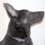 Lets-win's avatar - animal doggy2.jpg