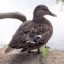 luckyduckydave's avatar - animal duck.jpg