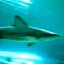 Rosco757's avatar - animal shark.jpg