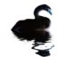 vtburke's avatar - animal swan.jpg