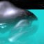 bahamablues's avatar - animal whale.jpg